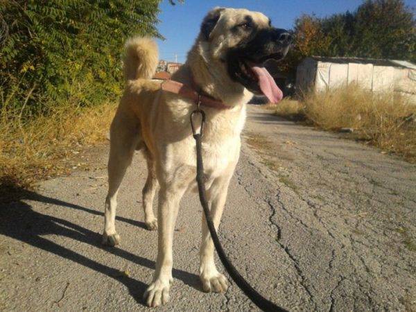 „Kangal
