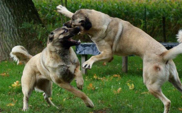Kangal v strachu