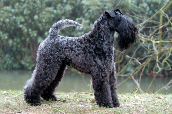 Kerry Blue Terrier Black