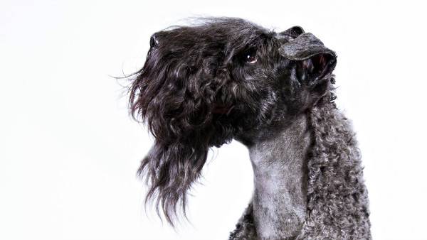 Kerry Blue Terrier Prečítajte si článok