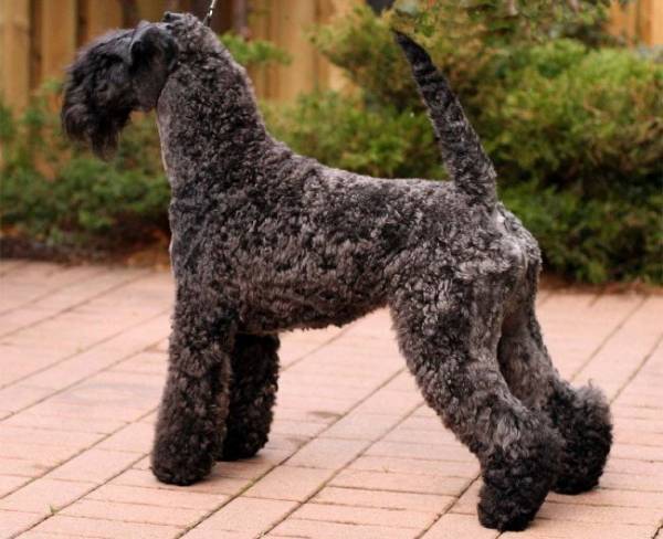 Kerry Blue Terrier stojí