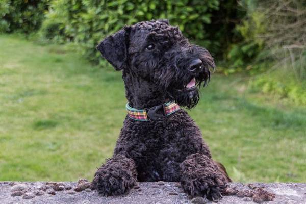 Kerry Blue Terrier sa pozerá