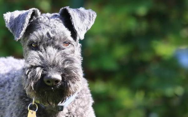 Papuľa Kerry blue terrier