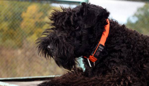 Krásna fotka Kerry Blue Terrier