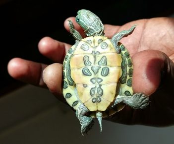 Korytnačka Trachemys - pohľad zdola