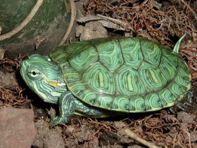 Turtle Cub