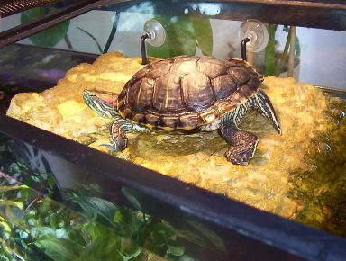 Trachemys korytnačka pod lampou