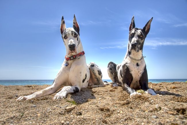 „Boli „Boli