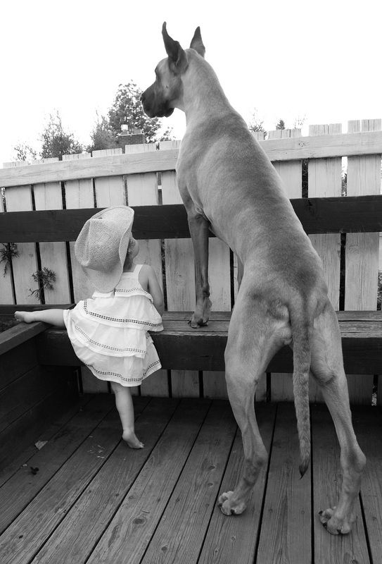 Great Dane je inteligentný a pohotový pes, schopný vyjsť s deťmi Great Dane je inteligentný a pohotový pes, schopný vyjsť s deťmi