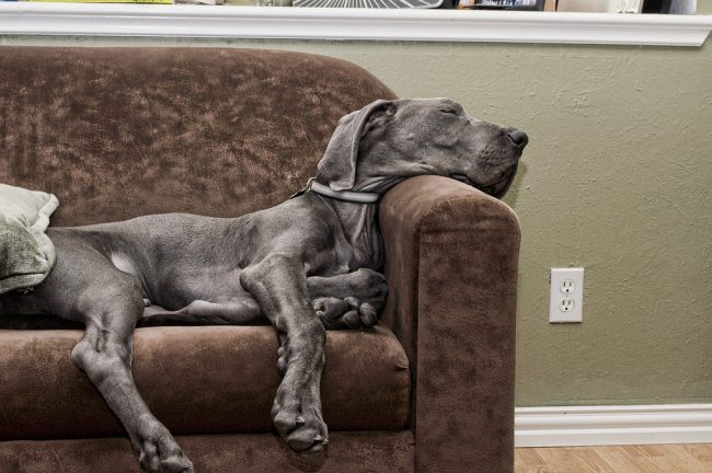 Great Dane - skutočný aristokrat, ktorý rád relaxuje v pohodlných podmienkach Great Dane - skutočný aristokrat, ktorý rád relaxuje v pohodlných podmienkach