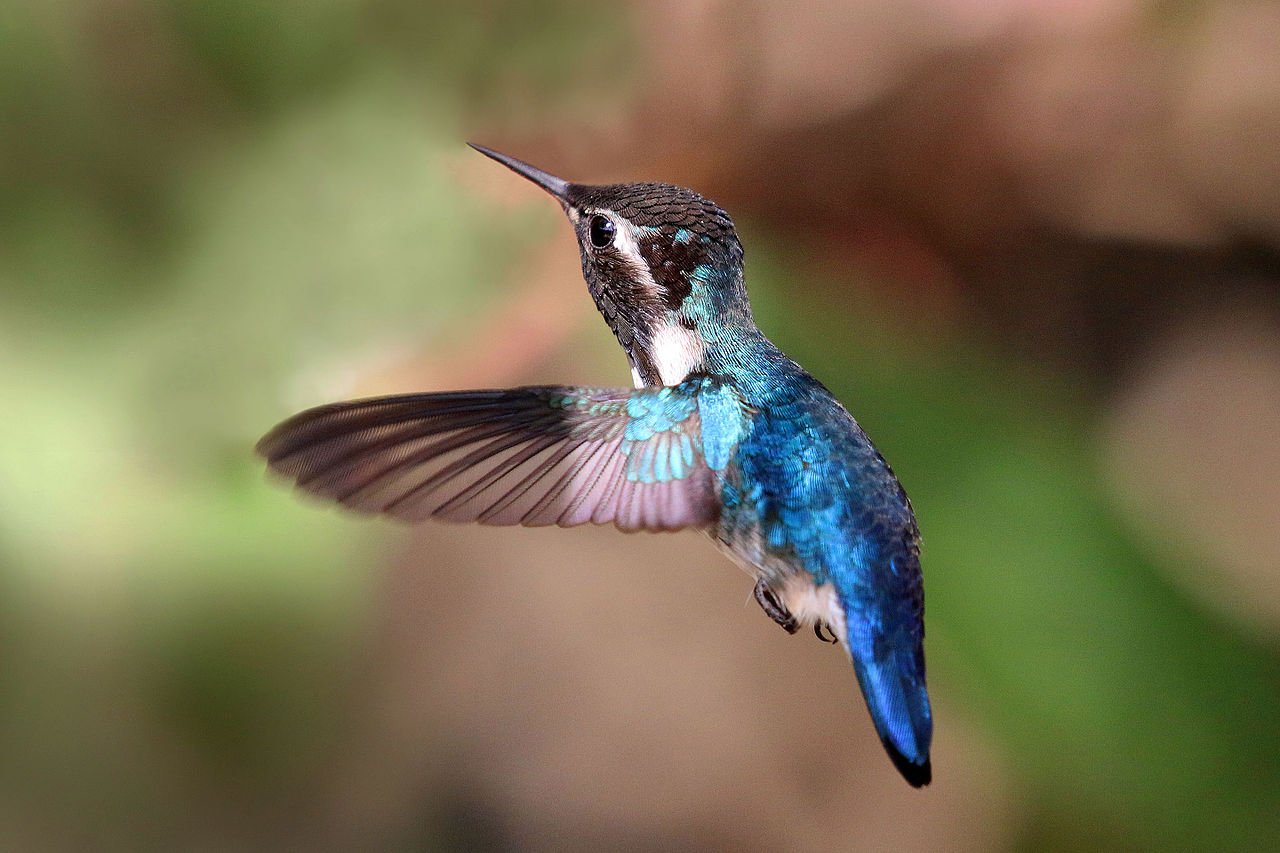 Kolibrík