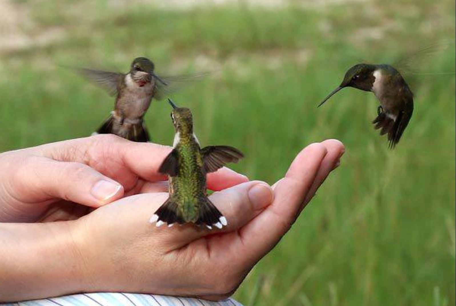 Hummingbird bees floped in palm of person