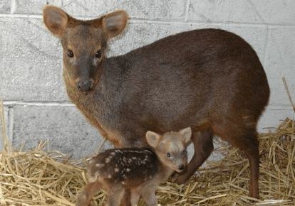 Dwarf Pudu jeleň - samica s mláďaťom