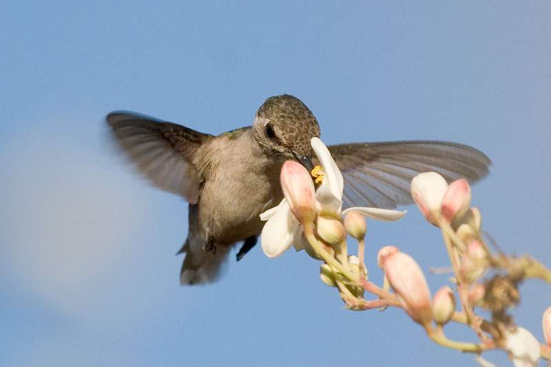 Kolibrík