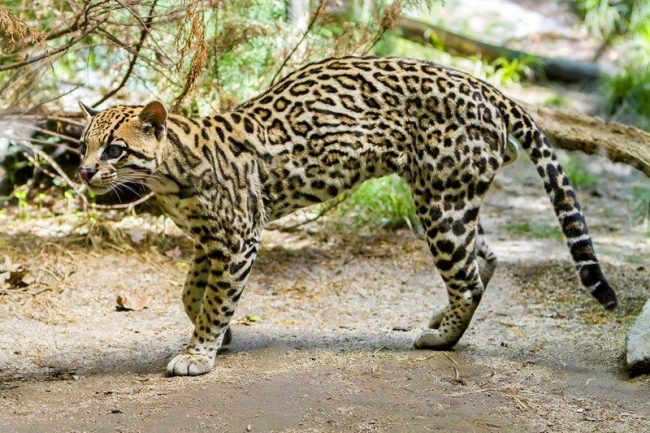 „Ocelot „Ocelot