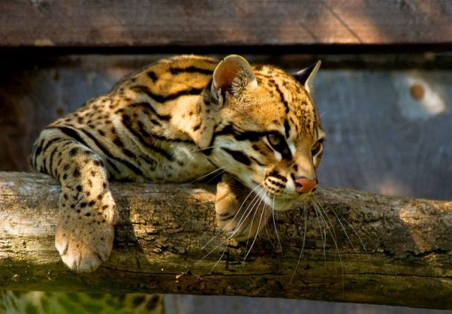 „Krmivo „Ocelot.