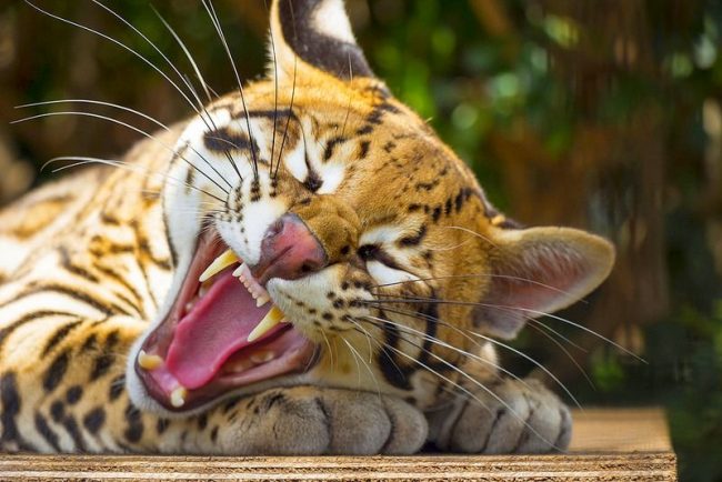 Ocelot je šikovná mačka, môžete s ním komunikovať, hrať sa, vzdelávať. Ocelot je šikovná mačka, môžete s ním komunikovať, hrať sa, vzdelávať.