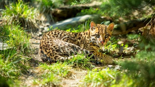 „Ocelot „Ocelot