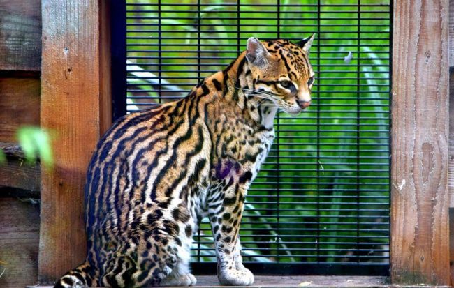 Navonok sa zviera podobá malému leopardovi alebo mačke s dlhými chvostami, hoci je väčšie a leopard je menší. Ocelot. Navonok je zviera podobné malému leopardovi alebo mačke s dlhým chvostom, hoci je väčšie a leopard je menší.