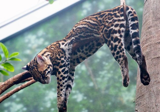 Takže Kitty spí Ocelot. Takže mačiatko spí.