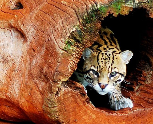 „Ocelot „Ocelot