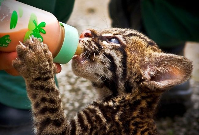 Domáce ocelot môže jesť z fľaše Domáce ocelot môže jesť z fľaše