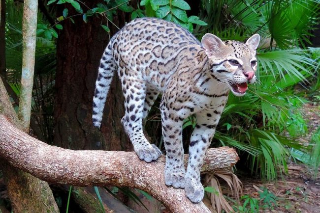 V srdci trópov sa oceloty chovajú po celý rok, ale v najsevernejších a najjužnejších oblastiach prírodného výbežku sa rozmnožovacia sezóna koná na konci leta, jesene. Ocelot. V srdci trópov sa oceloty chovajú celoročne, ale v najsevernejších a najjužnejších oblastiach prírodného výbežku sa rozmnožovacia sezóna koná na konci leta, jesene.
