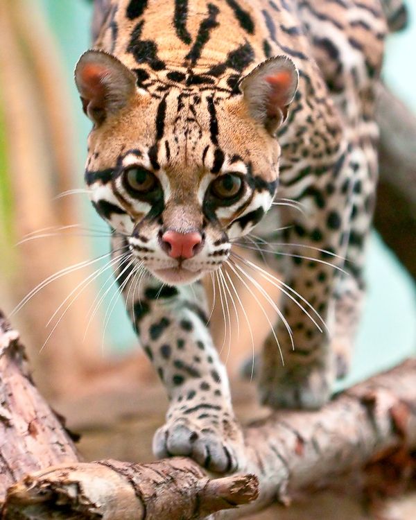 Aby mačiatko ocelot vyrástlo krotké, hravé, nehnevané, musíte ho dostať do renomovanej domácej škôlky. Mali by ste si ho vziať úplne ako dieťa, skôr ako otvoríte oči, nakŕmite ho z bradaviek, neustále sa starajte, hrajte. Aby mačiatko ocelot vyrástlo krotké, hravé, nehnevané, musíte ho dostať do renomovanej domácej škôlky. Mali by ste si ho vziať úplne ako dieťa, skôr ako otvoríte oči, nakŕmite ho z bradaviek, neustále sa starajte, hrajte.