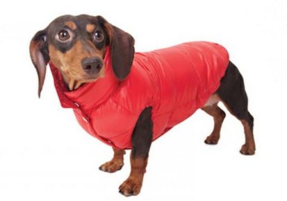 Jazvečík v červenej veste
