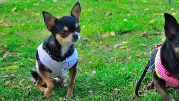 Funkcie Chihuahua školenia čítať článok