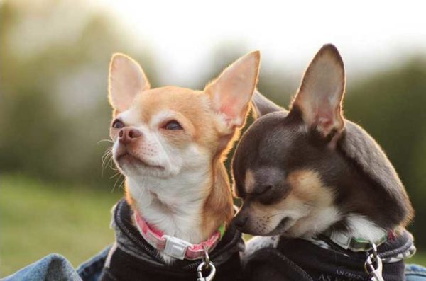 Chihuahua Training