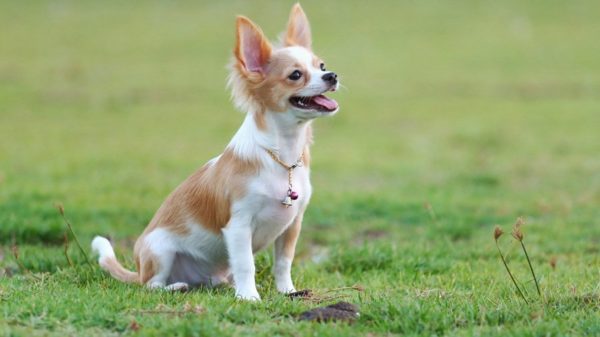 Chihuahua Training Prečítajte si článok