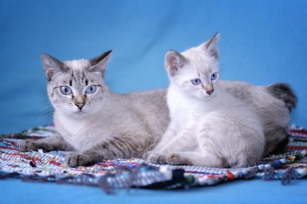 Mekong Bobtail - mačka s mačiatkom