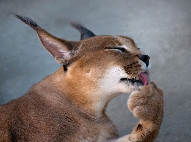 Caracal sa umýva sám