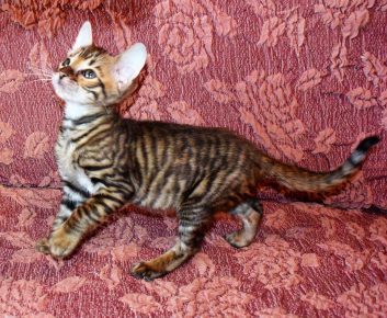Toyger, chov, gitovať