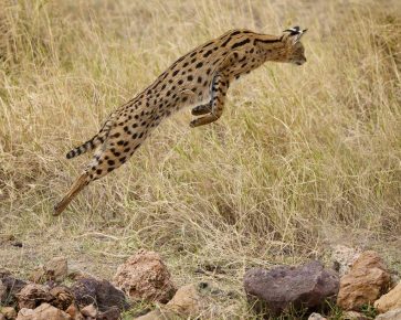 Serval v skoku na korisť