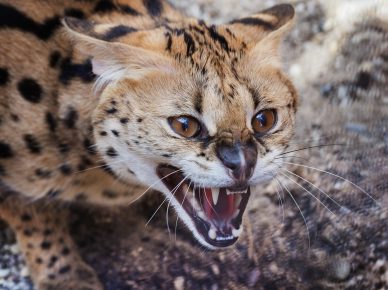 Serval cat