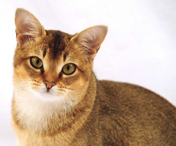 Kitty plemeno mačka