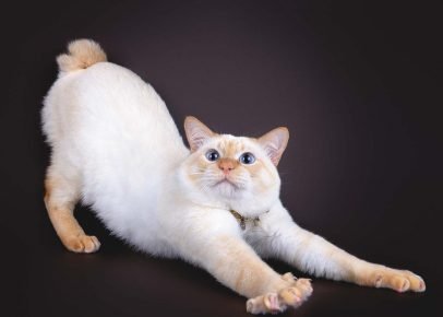 Mekong bobtail sa tiahne