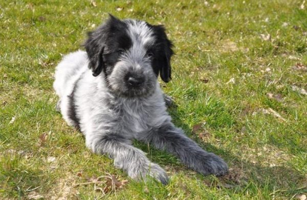 Puppy Chappenois