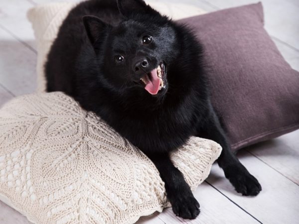 Cute Schipperke