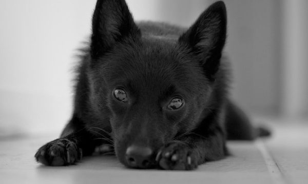 Schipperke leží
