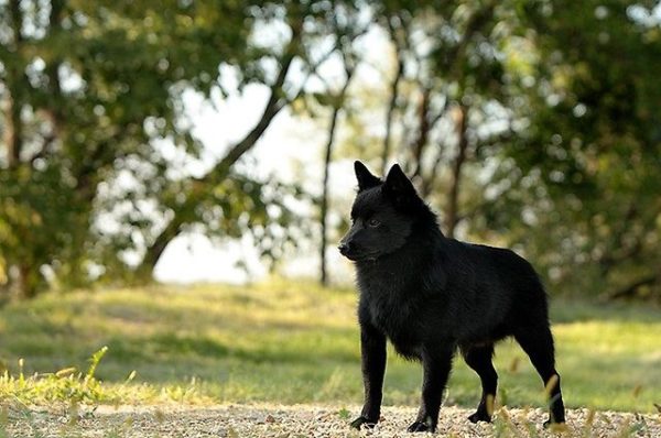 Schipperke