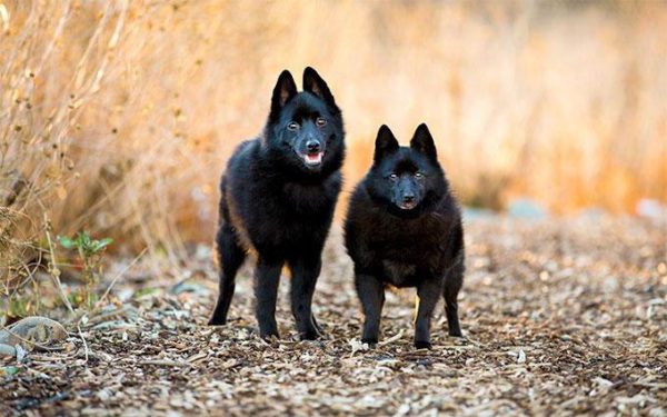 Schipperke chôdza