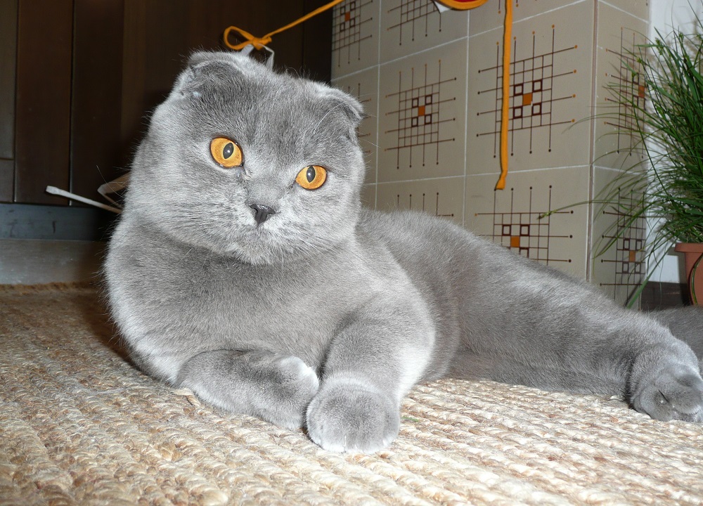Scottish fold cat - fotografia a popis