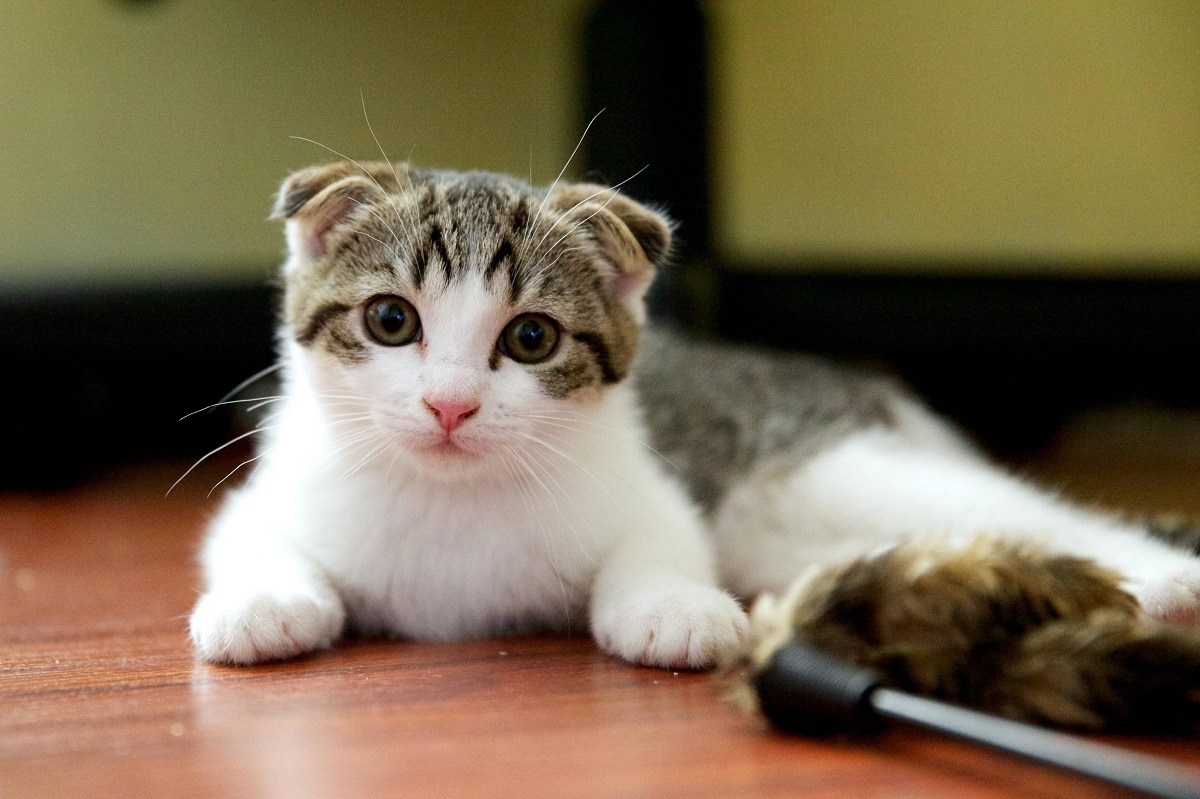 Scottish fold cat - charakter a starostlivosť o plemeno
