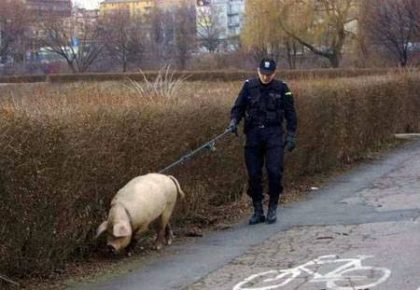 Prasa na vodítku od policajta.