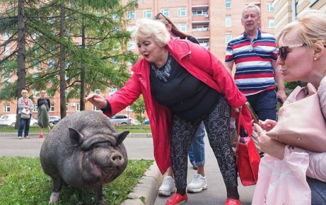 Žena hladila prasa