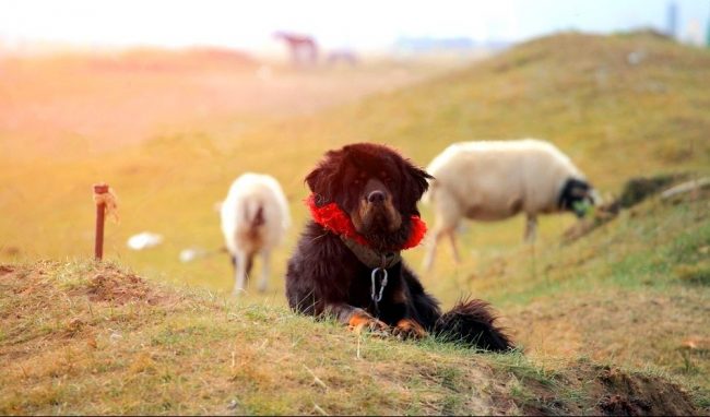 Tibetský mastif je pomerne zriedkavý pes, málo ľudí malo to šťastie, že ho mohlo vidieť naživo.