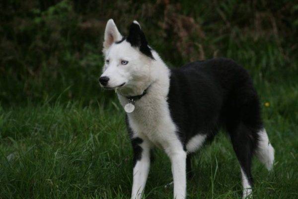 Jakut husky v lese